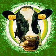 Cow Muuuuu!